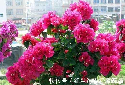 浇水|阳台养花草盆栽,秋冬该如何浇水?学会2招干湿判断技巧就够了