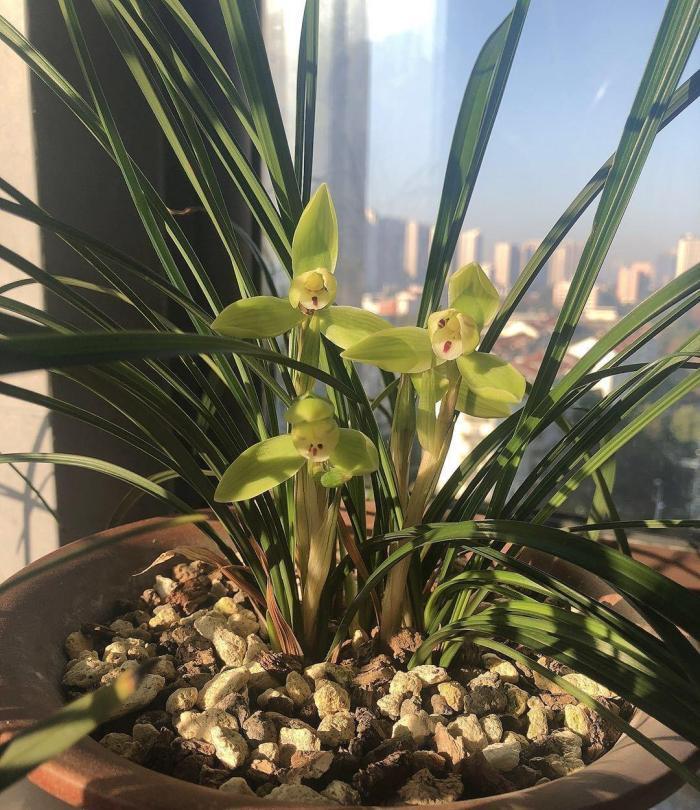 阳台养兰,牢记这几点,叶子翠绿开花旺,想死都难!