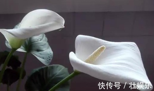 休眠|养花就养“花叶两绝”的，花开挺秀雅致，花苞洁白，宛如马蹄，美