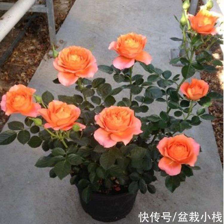 6种花，盆盆不超10块钱，买回家好养又好看