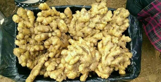 好处|俗语说“男人不可百日无姜”,男人晚上吃生姜有什么好处