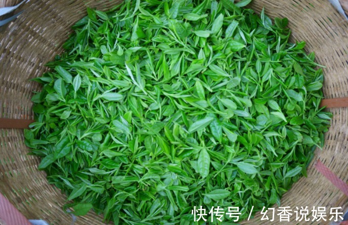 绿茶|十个人九个有脚气,每天用此叶子泡脚,细菌没有了,脚臭远离你