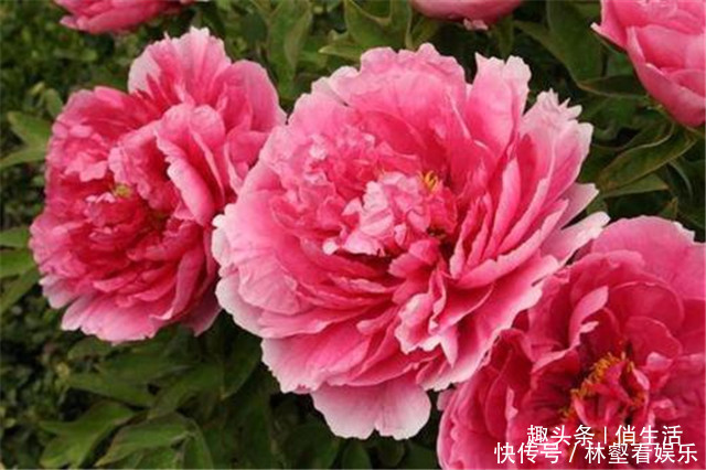 圆锥形|院子养花,就养一些“开花精品”大胡红,花开火红,百花争艳