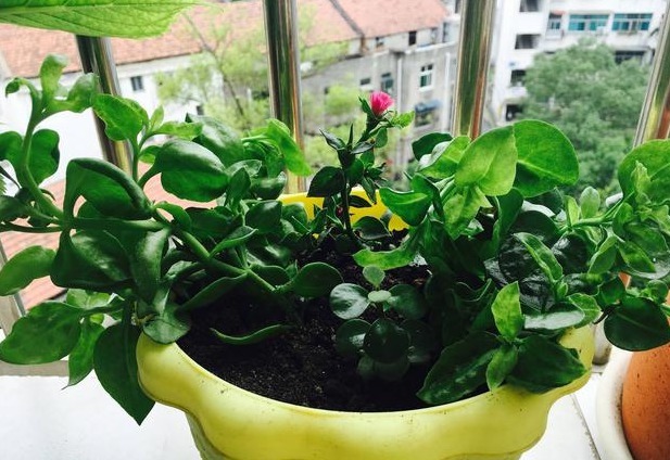 花友们这10种漂亮的花，很快就发芽长根、爆盆开花又招财气！