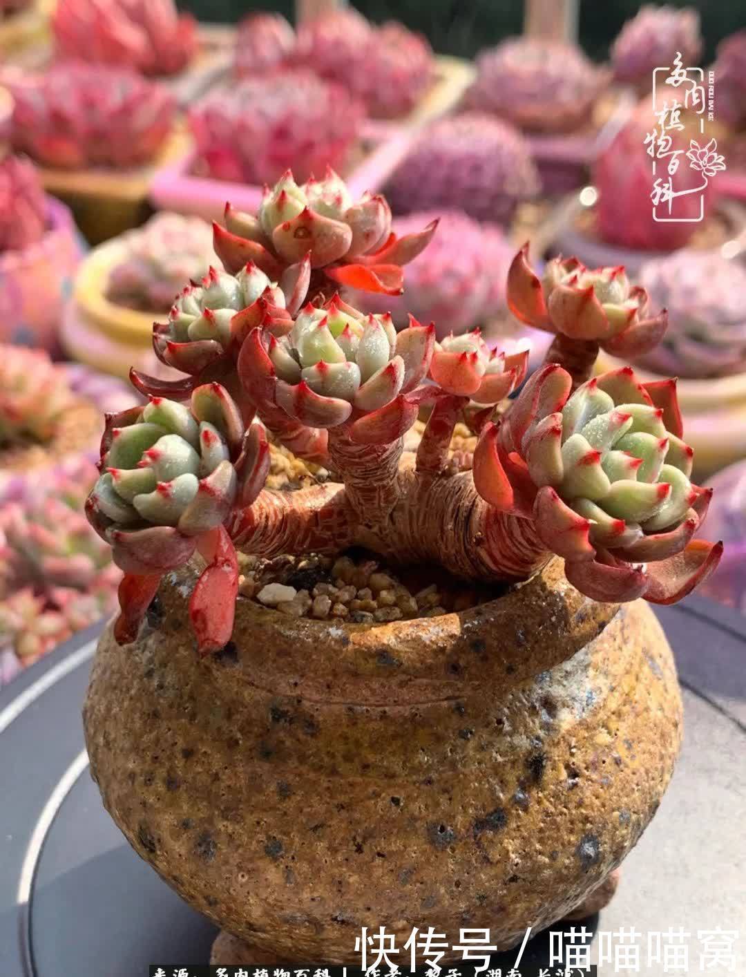 最温暖不过人间烟火,来自逆挂区的多肉!