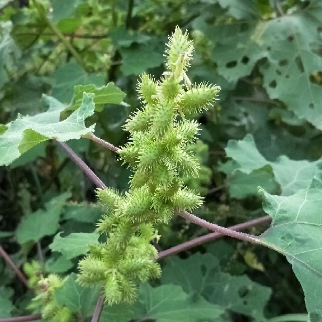 海芋|20种有毒花，出门别乱摘，有小孩的特别注意