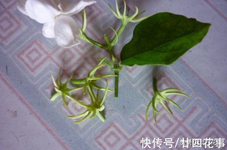茉莉花期结束后,4件事万万别做,明年花少是小事,就怕过不了冬