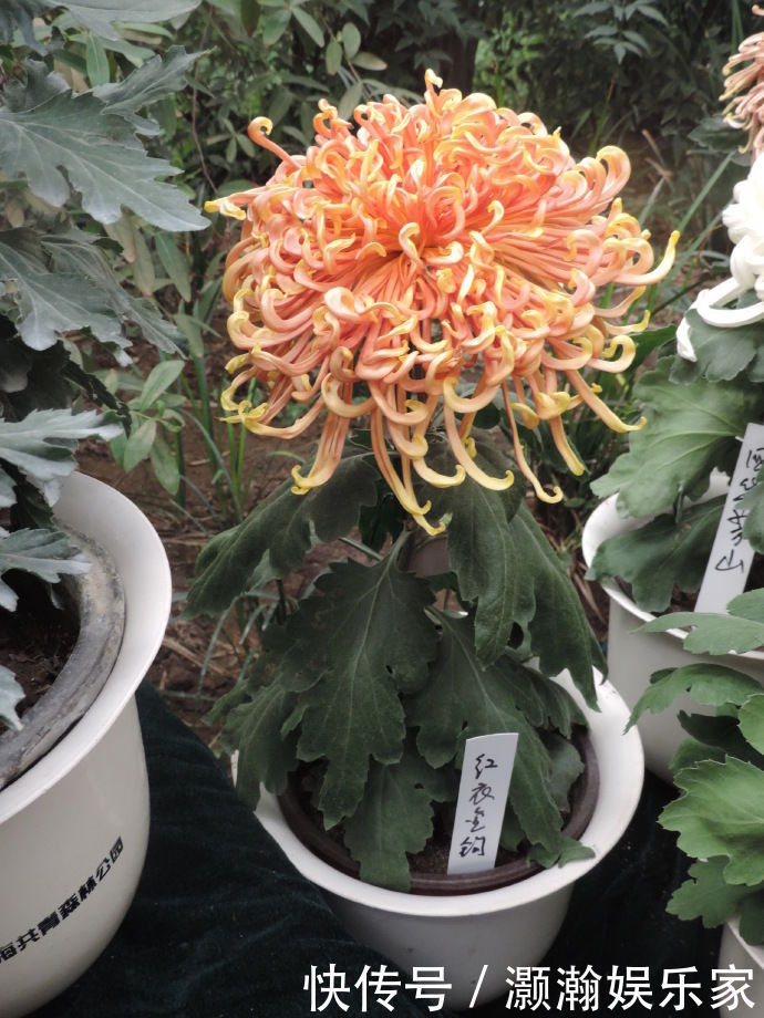 金钩|喜欢菊花,不如养盆“菊中珍品”红衣金钩,似波浪金发,贵气十足