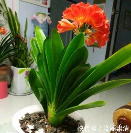 白醋养花的几个小妙招,不施肥、不换土,轻松养爆盆