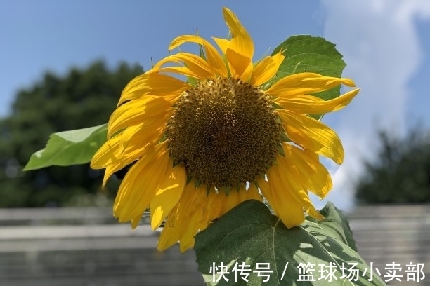 涟漪|6天后，手摘桃花，心泛涟漪，旧情回眸，心有温情，白首不离