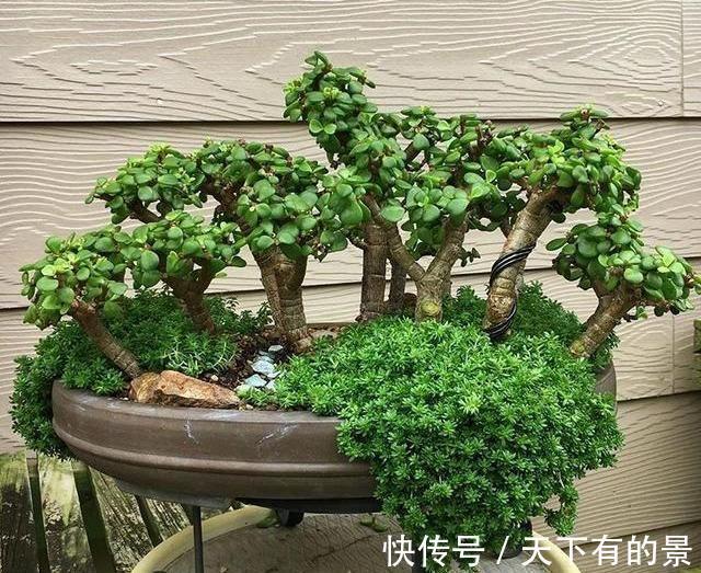 株型|养金枝玉叶,做到“3多1少”,能快速养成老桩,价值高