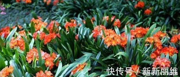 花友们|把它倒在花盆里，君子兰疯长如野草，一次能开30多