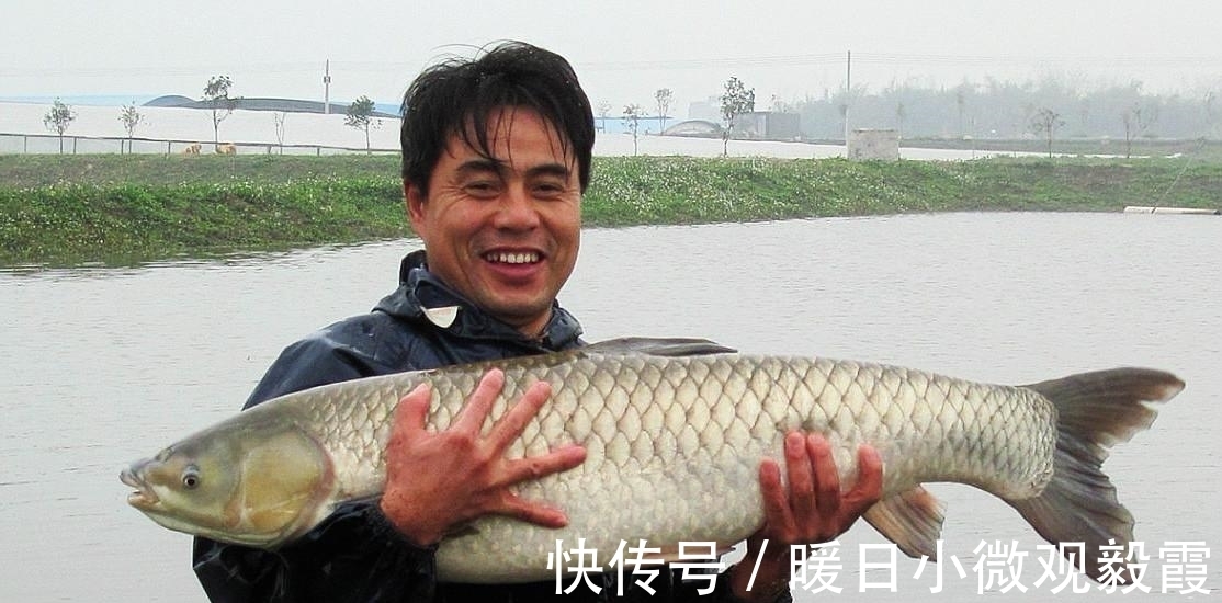 青鱼|老坛玉米钓青鱼草鱼，这样的挂钩方式，不挡口容易中鱼还能钓翘嘴