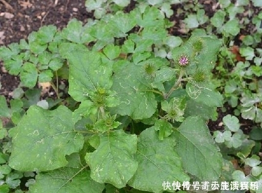 牛蒡根|路邊一種野草,人稱“牛菜”,一點不起眼卻葉、根、果全是寶
