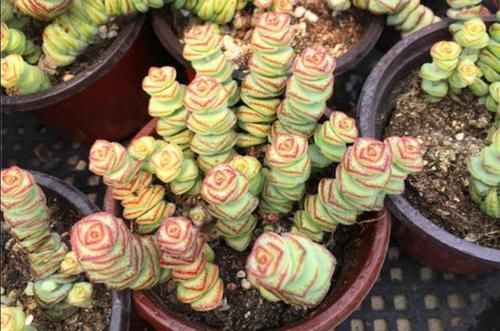 多肉钱串怎么养，才能长满花盆，株型更美观