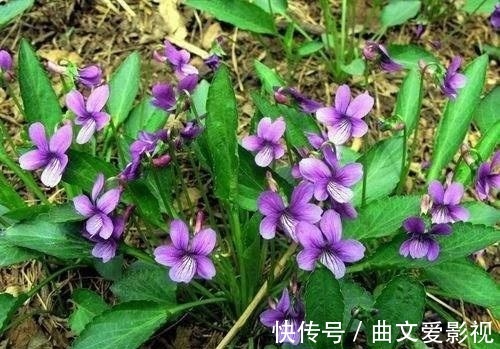 神王|农村一种野草叫“紫花地丁”，过去当喂猪草，殊不知是名贵中草药