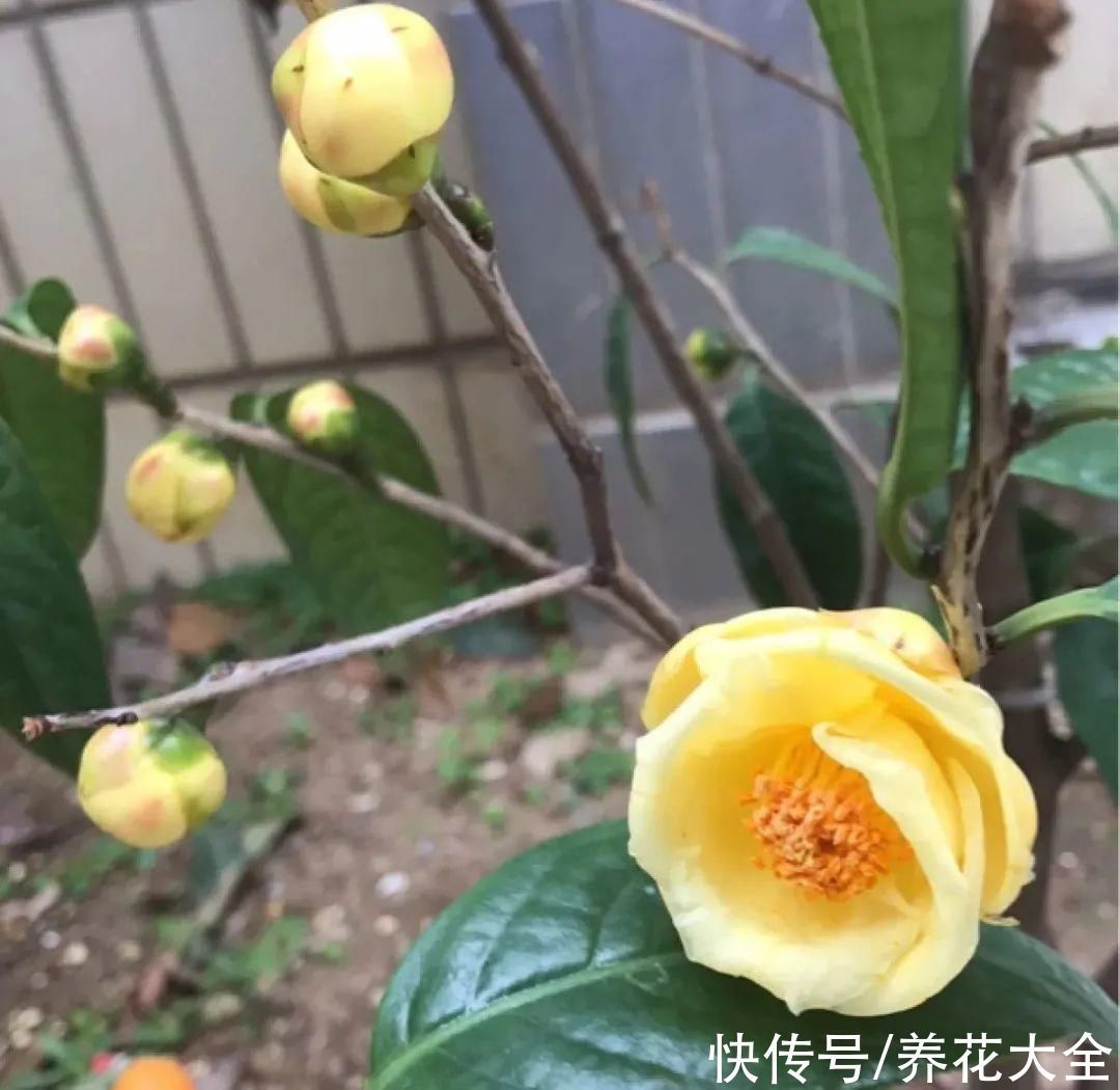 贵花|8种贵花,一盆好几百,有钱了一定要买一盆