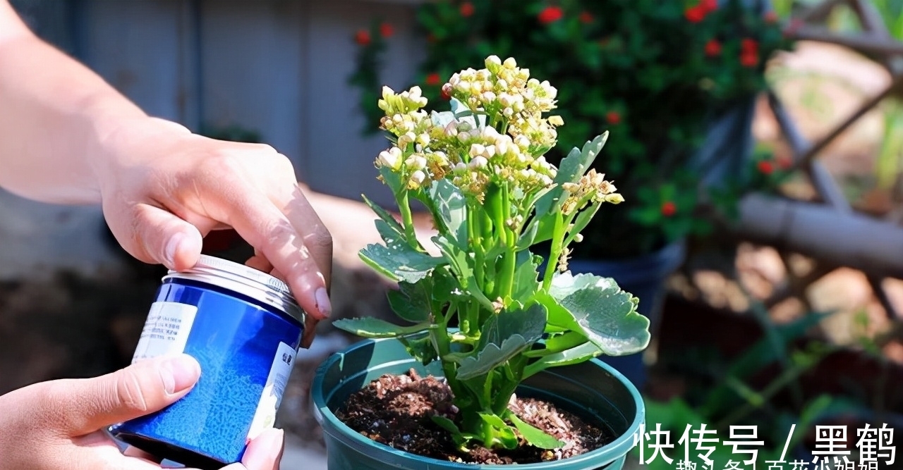 花市|花市上的长寿花满头花苞？原来有“猫腻”，咱也学一学