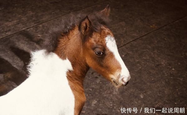 两天一夜|两天一夜草原迪士尼中国马镇行，在最美的季节遇见它