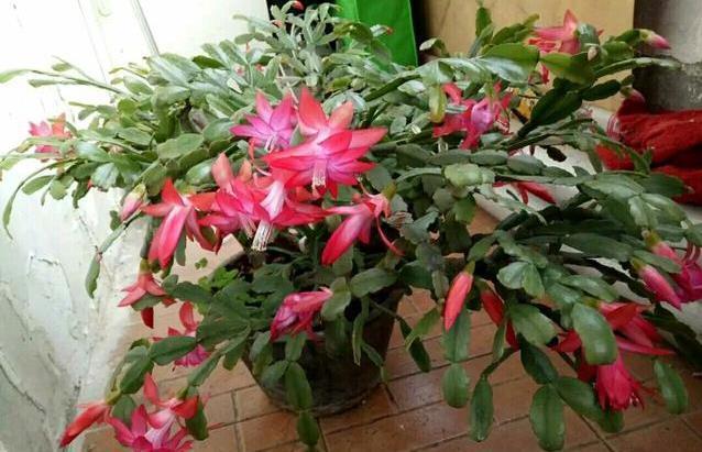 北阳台阳光少,可是此7种花,照样一个劲儿开花,连开几个月