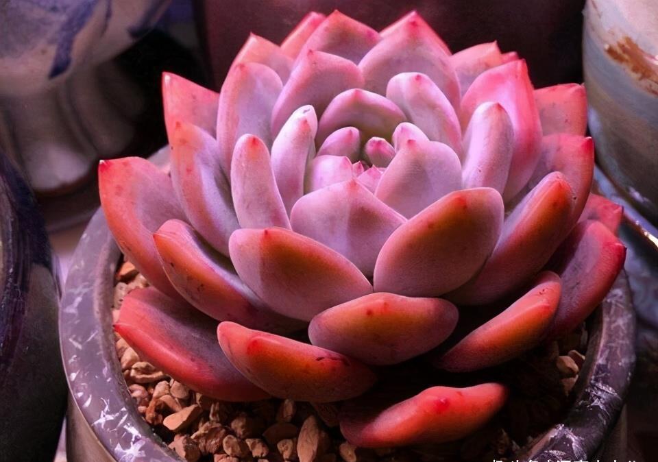 这“三多肉”入冬就开挂,叶片自带“香气”,遇水疯长憋成小老桩