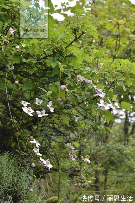 清热解毒|小九头狮子草,见过吗?能清热解毒,利尿,祛瘀通络