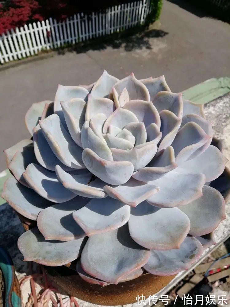 花也能成精,养成巨无霸,一次开花50朵,比小孩还高!