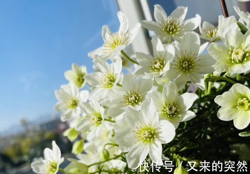 入冬修剪，这9种花，剪错不开花、杆子会枯死