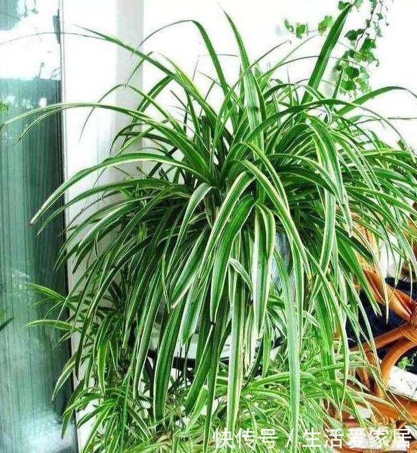 叶子|金边吊兰这样养,不用买就能种,叶子大颜色漂亮,一年长爆盆!