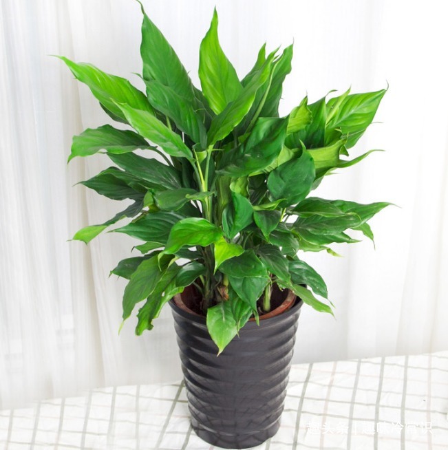 这五种喜欢水的植物，随便浇水都不怕，适合新手养