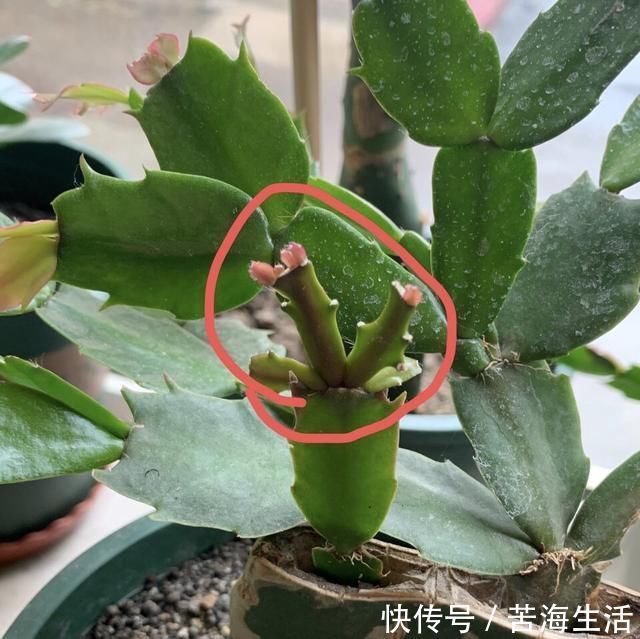 家里养蟹爪兰，提前准备3种肥料，到了9月开始“贴秋膘”