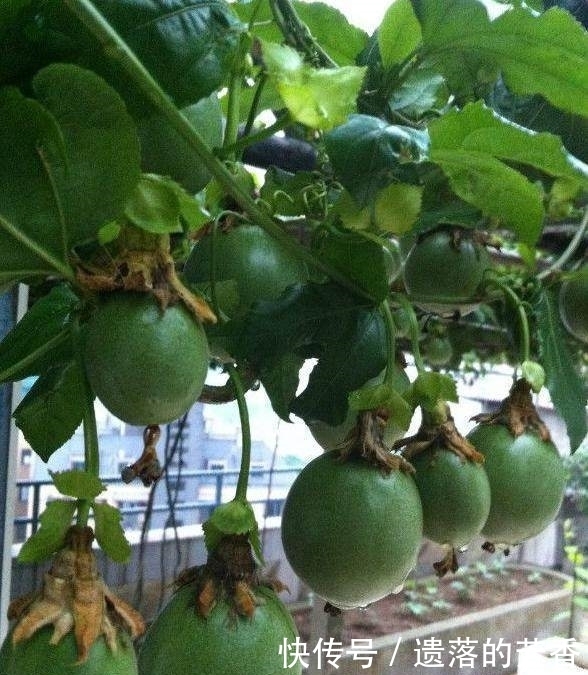 最适合城里人盆栽的果树,种好了果子多到吃不完