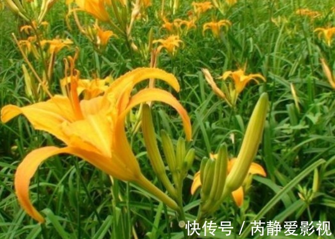 菜花|种植黄花菜,强身健体,掌握四点,种出健康营养的黄花菜来