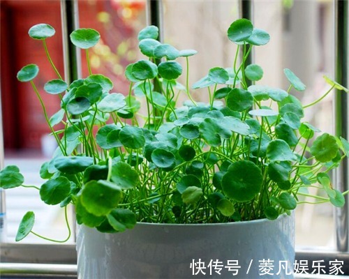 妙招|铜钱草叶子不圆润教你养护铜钱草的3个妙招,叶子爆盆还美观