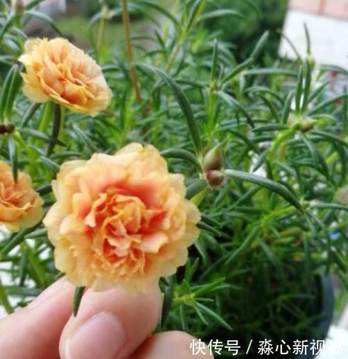 土干|太阳花特好养,给点阳光就“灿烂”,赶紧养几盆,荒地变“花海”