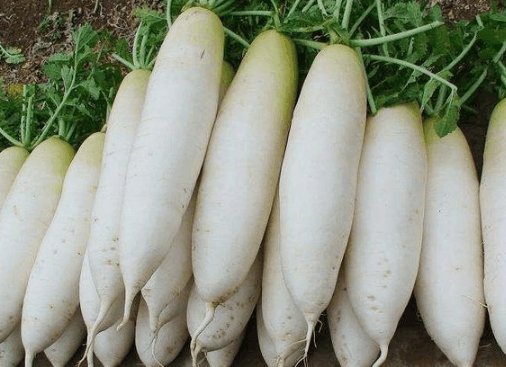 冬天没事吃点白萝卜, 身体会获得这些好处, 今天