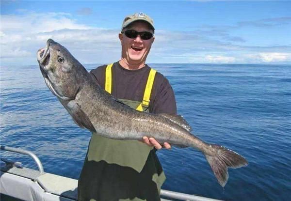 渔民|为什么渔民捕捞到鳕鱼,要马上去掉鱼头掺杂了这种鱼可要当心