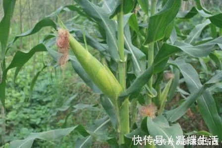 维生素k|玉米须泡水喝,难道真有那么多神奇的功效吗?怎么制作玉米须茶?
