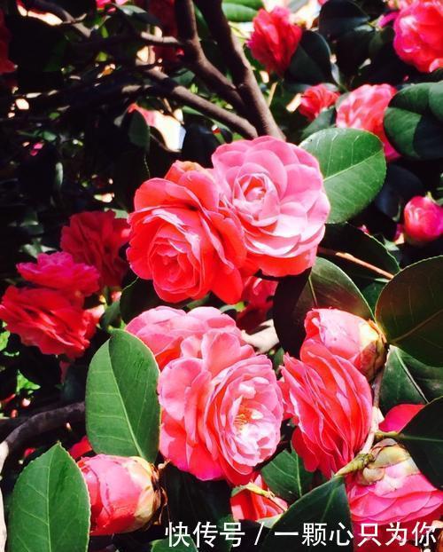 3种漂亮花,皮实又好养,被称作“开花机器”,花期长香味浓!