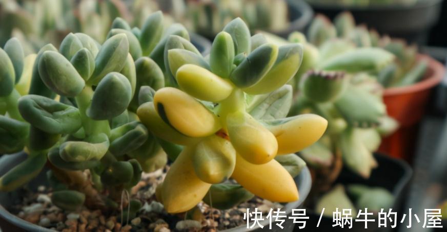 多肉|有些人多肉养不好,却该怪自己“太勤快”,有你吗?