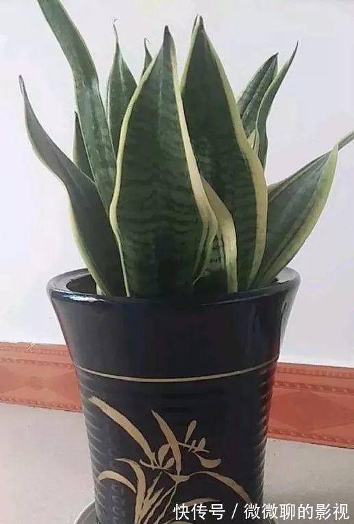 虎皮兰身上有个小机关，这样打开它，一夜冒出8个芽