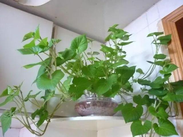 5种蔬菜吃完根别扔，丢水里就疯长，7天养成花，比绿萝还要美