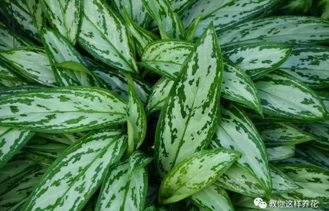 空气|专吸二手烟甲醛的花,堪比“天然净化器”,养1盆全家都健康!