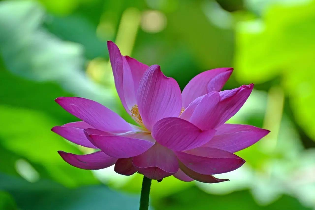 此花花色端庄典雅，被称为“热带郁金香”，象征着信赖和高洁