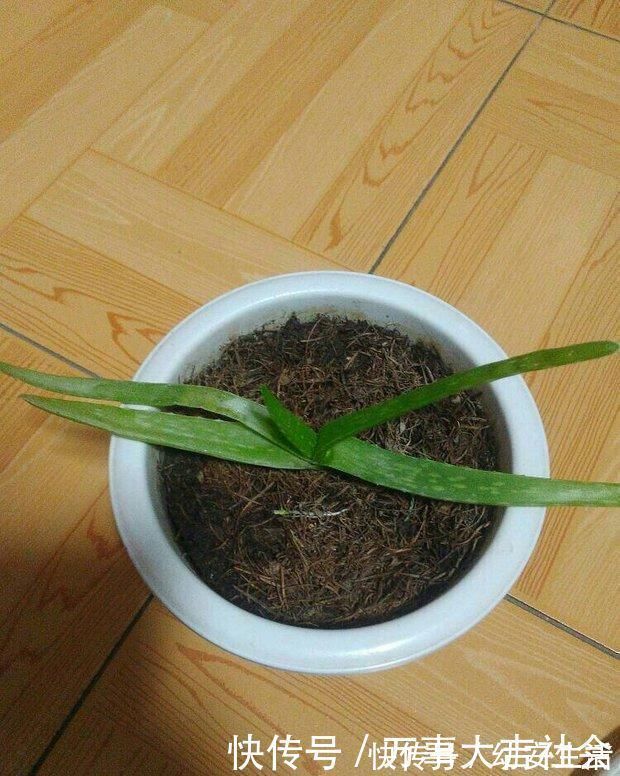 小花|卫生间适合养什么花推荐几种好活耐湿花，净化空气没异味