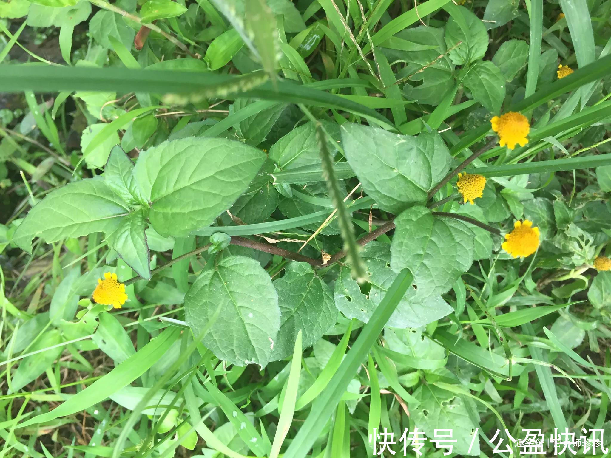 千日菊|老屋旁的金扭扣,人称“止痛草”,若家乡有,不要再当杂草了