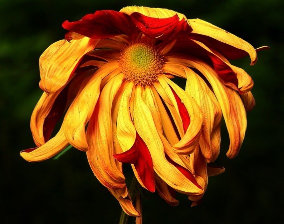 在阳台上就养这些花卉,好看又好养,很容易就长成瀑布