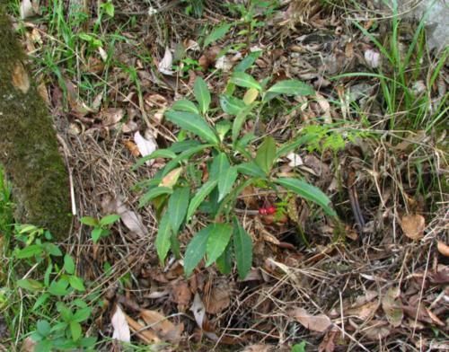 春意浓去野外,碰见2种植物要珍惜,带回家当盆栽正合适