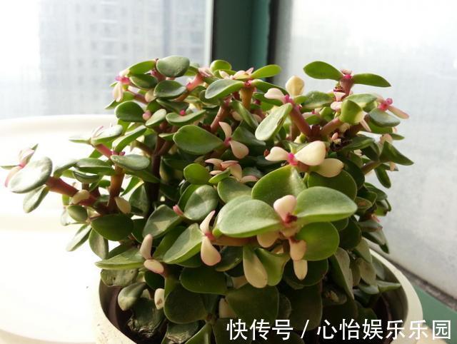 金枝玉叶|株型精致易培养成老桩，学会这4点，自己在家扦插“金枝玉叶”