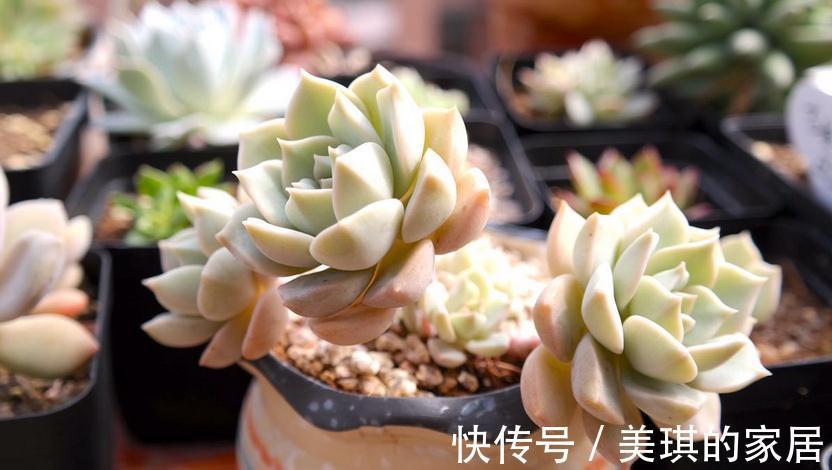 多肉服盆期,主人该注意哪些问题?劳心照顾好这3点养出好状态